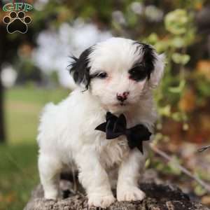 Dylan, Yorkie Poo Puppy